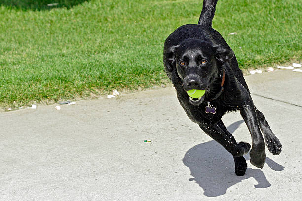 Wet dog stock photo