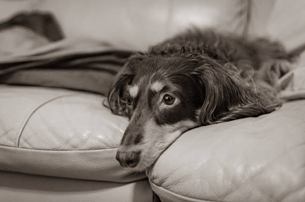 istock Miniature dachshund in sepia color 1332946779