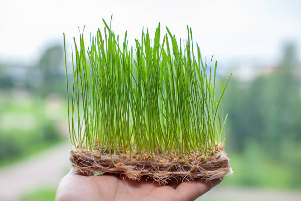 istock Sprouted wheat grains, micro-green in the hand close-up. 1332946877