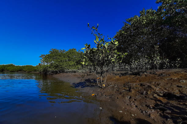 Beautiful mangrove at the bottom of Guanabara Bay, in the Guapimirim Environmental Protection Area. stock photo