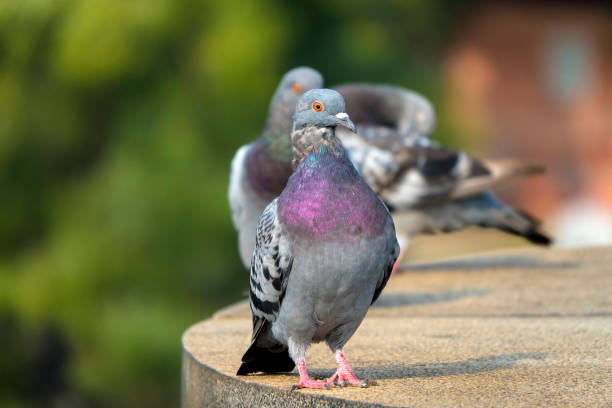 istock Piegons resting on Charles Bridge in Prague, Czech Republic 1332947660