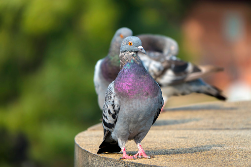 portrait of homing pigeon standing on home loft trap against green blur background