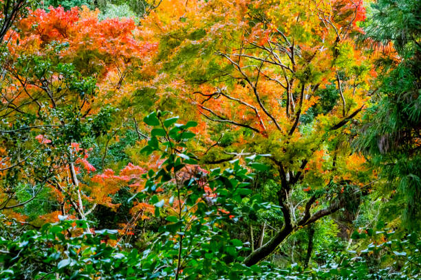istock japanese maple tree in autumn 1332950010