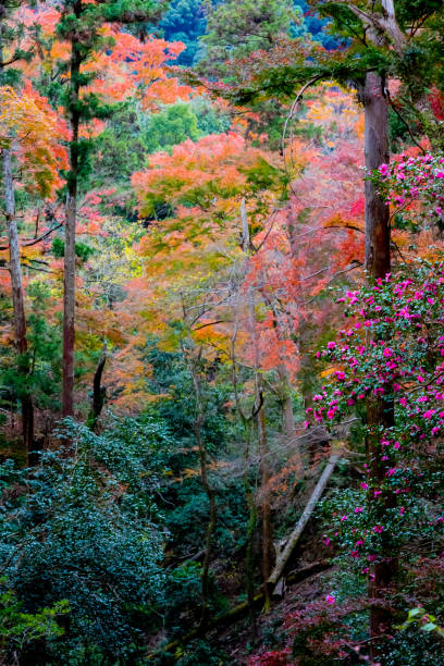 istock japanese maple tree in autumn 1332950212