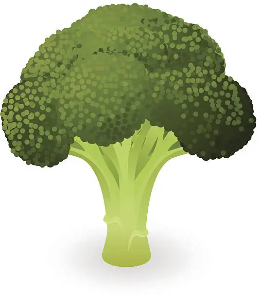 Vector illustration of Broccoli illustration