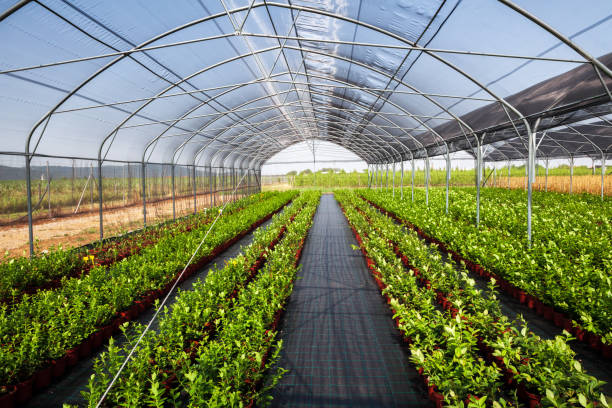 interior del invernadero de la agricultura - greenhouse fotografías e imágenes de stock