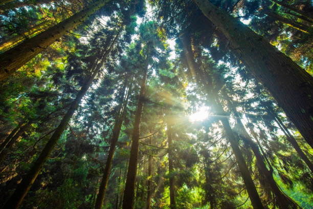 Sunlight Through Tree Forest stock photo