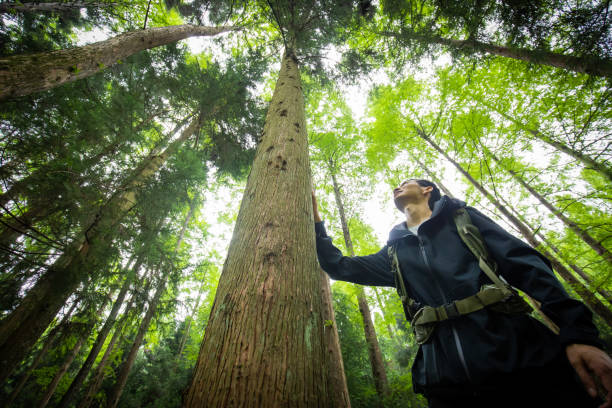 istock Man hiking in wild forest 1332953697