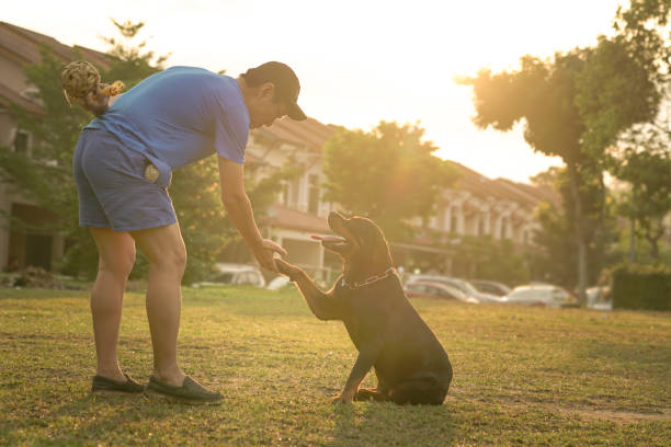 istock Man touch dog paw in hand shaking gesture. 1332953723