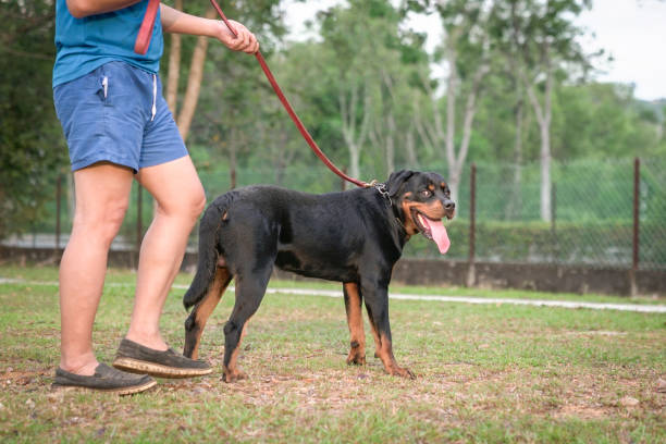 istock Rottweiler dog posing outdoors on a leash standing next to pet owner. 1332953724