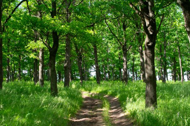 istock Mysterious forest road on a sunny day 1332953823