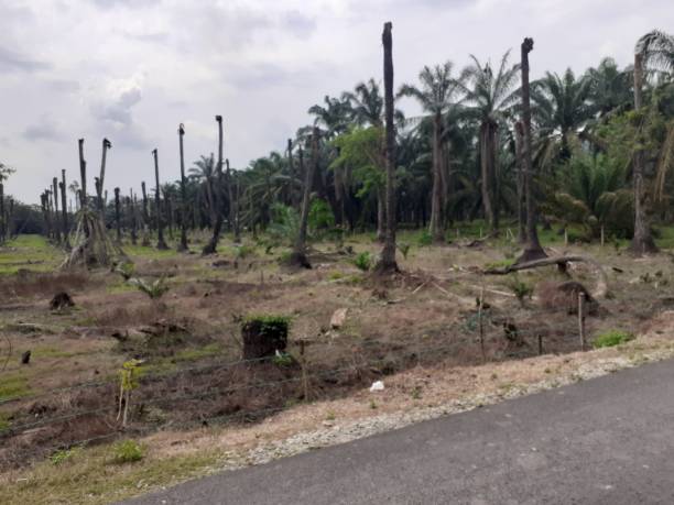 istock rotten  palm oil trees 1332954628