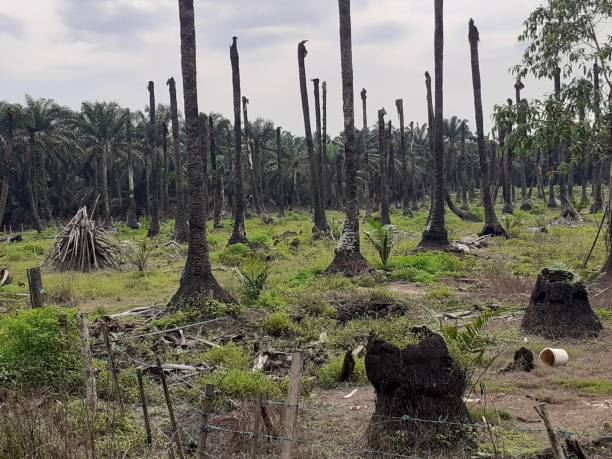 istock rotten  palm oil trees 1332954632