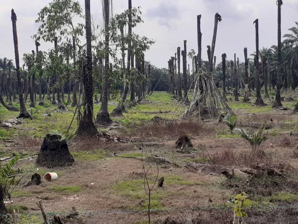 istock rotten  palm oil trees 1332954641