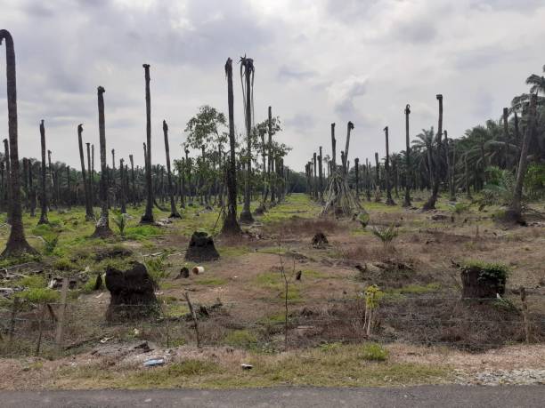 rotten  palm oil trees