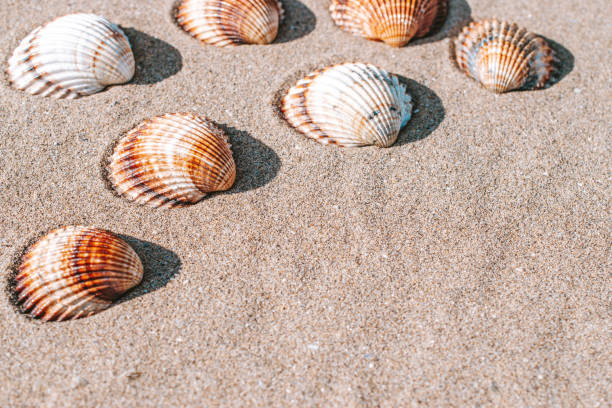 istock Tropical background with seashells, shells on sand tropical sea beach. Design of summer vacation holiday concept. 1332956500