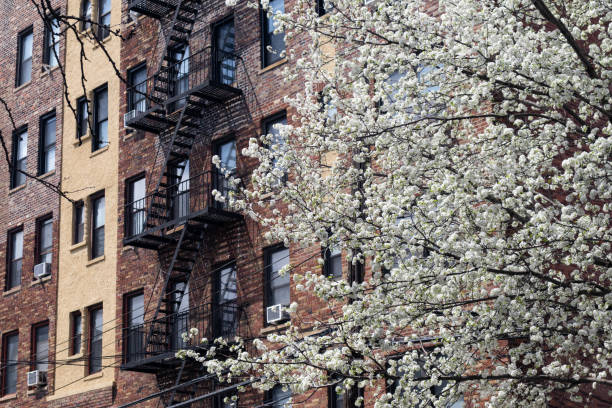 istock White Flowering Tree during Spring in front of an Old Brick Apartment Building in Astoria Queens New York 1332957320