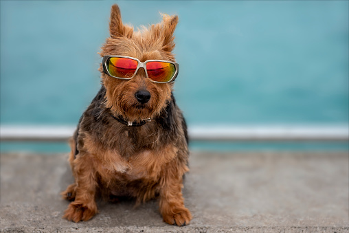 Terrier dog wearing sunglasses on a jetty by the sea