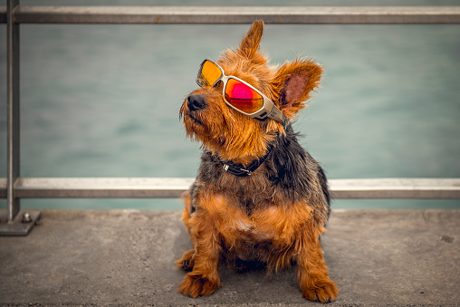 Terrier dog wearing sunglasses on a jetty by the sea