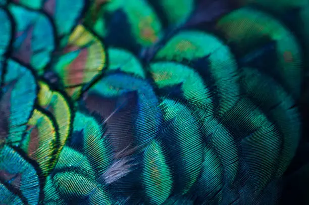 Photo of Close up of the  peacock feathers .Macro blue feather, Feather, Bird, Animal. Macro photograph.