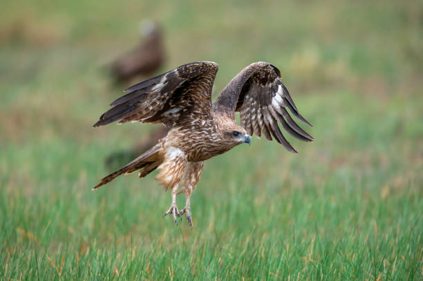 istock The Black Kite was taking off 1332959689