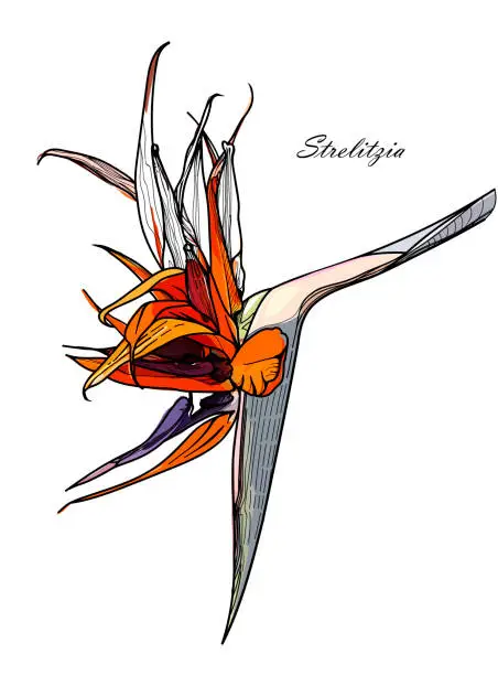 Vector illustration of Hand drawn flower Strelitzia (bird-of-paradise): graphic colour illustration