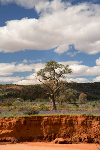 dry tree at the breakaways, cooper pedy, australia