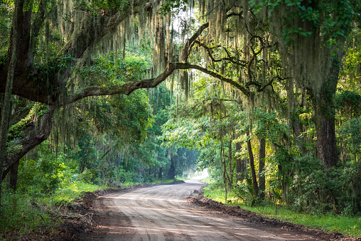 Live Oaks and Palm Trees with Spanish Moss and Dirt Roads of Daufuskie Island SC