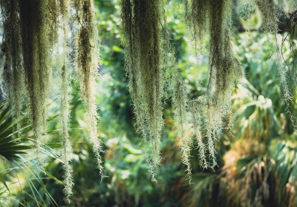 Spanish Moss in Live Oak Trees Spanish Moss in Live Oak Trees live oak stock pictures, royalty-free photos & images