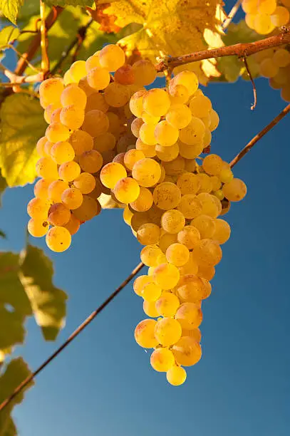verdicchio grapes growing on vine in Ancona region of Italy