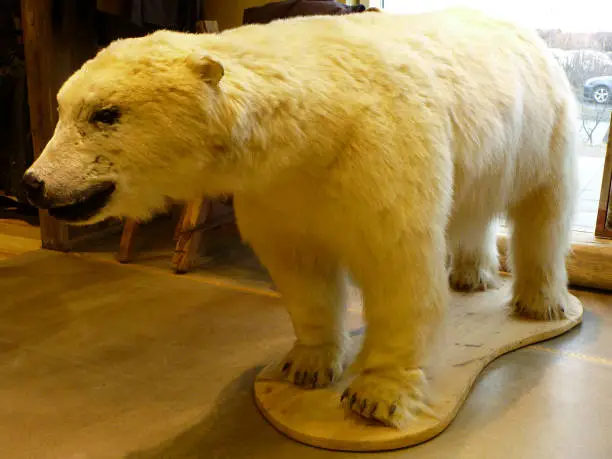 Photo of Taxidermy of a large polar bear with the texture of animal fur