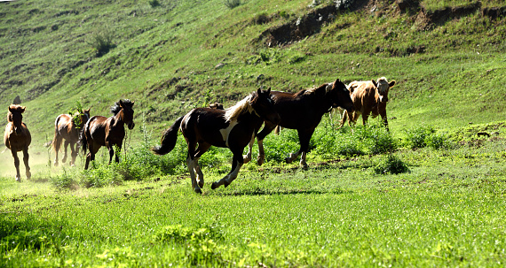 Horses graze on a mountain grassland in northern Hebei Province.
