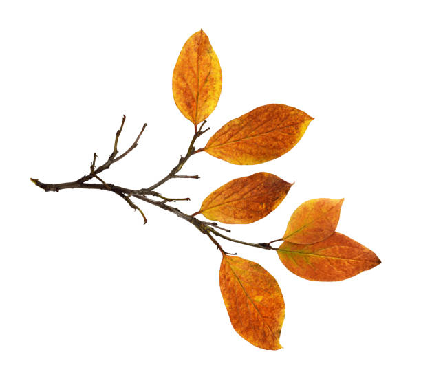 istock Autumn twig with colorful leaves isolated 1332964389