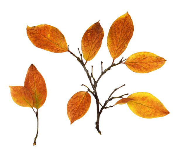 istock Autumn twig with colorful leaves isolated 1332964391