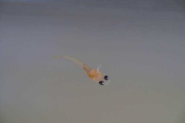 istock Fry of the Yangtze Killifish 1332965530