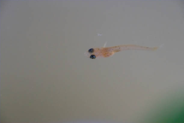 istock Fry of the Yangtze Killifish 1332965548