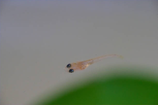 istock Fry of the Yangtze Killifish 1332965588