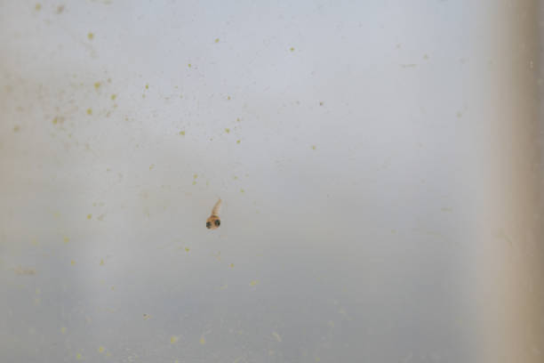 istock Fry of the Yangtze Killifish 1332966649