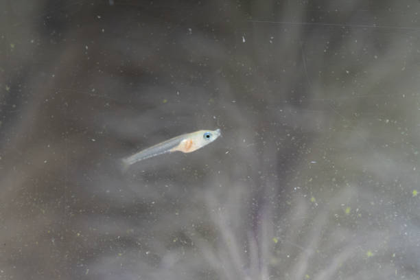 Fry of the Yangtze Killifish