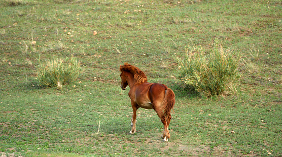 a beautiful wild horse in springtime in the Utah desert