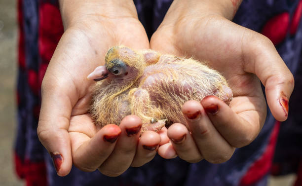 若い女の子は、2つの手をクローズアップビューで生まれたばかりの赤ちゃん鳩をキャッチ - chicken baby chicken young bird poultry ストックフォトと画像