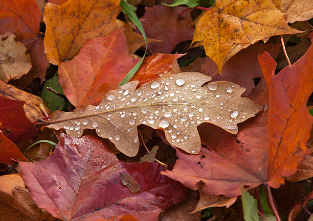 Cтоковое фото Роса на осень листья