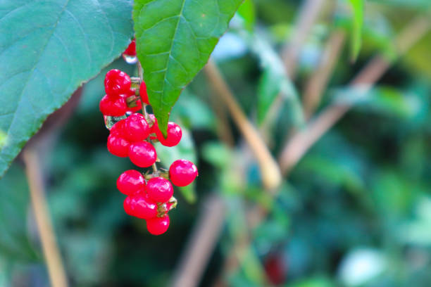 istock Bloodberry fruit in the garden 1332968307