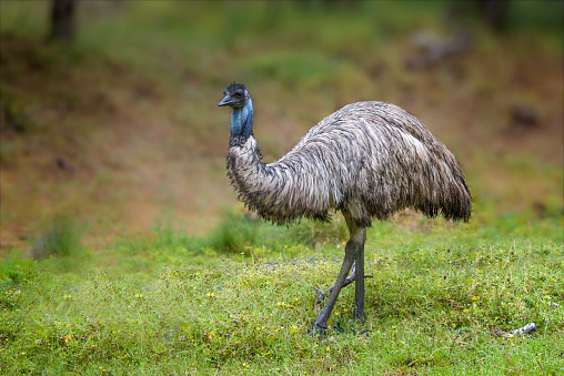 Close-up of a group of Nandu or Rhea chicks in natural habitat, Pantanal Wetlands, Mato Grosso, Brazil