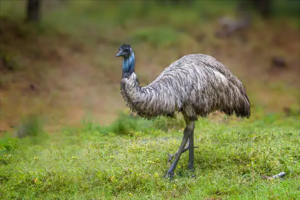 Australian native Emu walking through the bush