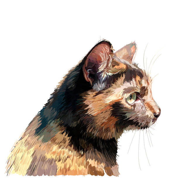 illustrazioni stock, clip art, cartoni animati e icone di tendenza di gatto realistico di profilo, schizzo di illustrazione a colori grafica vettoriale su sfondo bianco - pet