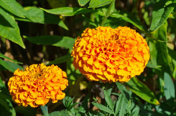 Orange marigolds erect bloom in the summer garden