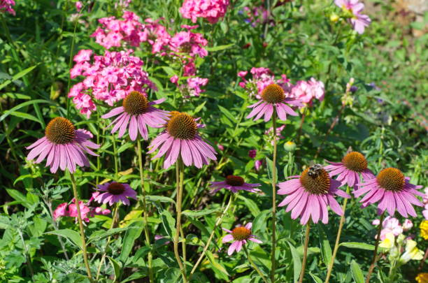 istock Blooming Echinacea purpurea in the garden 1332968635