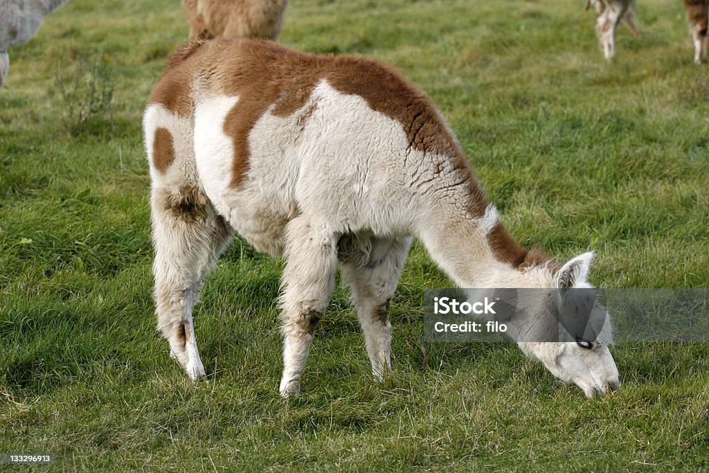 Grasen Lama - Lizenzfrei Agrarbetrieb Stock-Foto