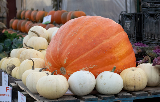 A colourful shot of different types of pumpkins with a giant pumpkin in the middle, in a farmers market in Fall - stock photography